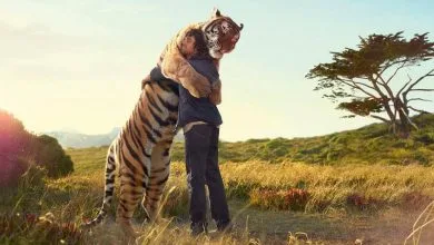 تحديثات جديده لاجهزة تايجر 4 تحديثات جديده لاجهزة تايجر - كينج سات
